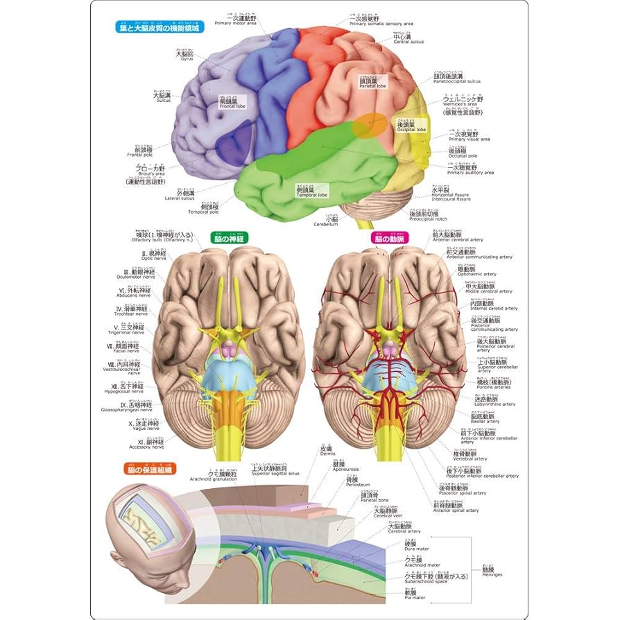 メローニ　図解医学辞典 メローニ 図解医学辞典 - メルカリ